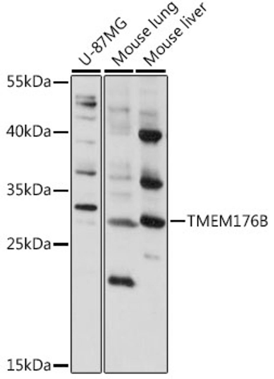 Western blot analysis of extracts of various cell lines, using TMEM176B antibody (16-441) at 1:1000 dilution.<br/>Secondary antibody: HRP Goat Anti-Rabbit IgG (H+L) at 1:10000 dilution.<br/>Lysates/proteins: 25ug per lane.<br/>Blocking buffer: 3% nonfat dry milk in TBST.<br/>Detection: ECL Basic Kit.<br/>Exposure time: 5s.