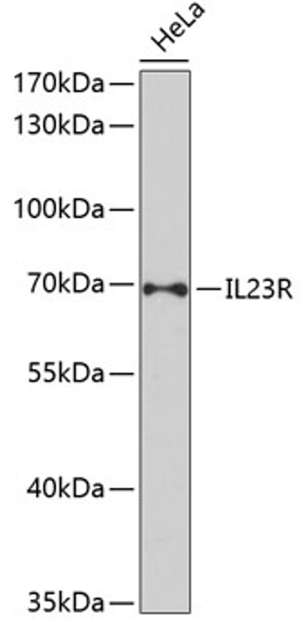 Western blot analysis of extracts of HeLa cells, using IL23R antibody (16-448) at 1:1000 dilution.<br/>Secondary antibody: HRP Goat Anti-Rabbit IgG (H+L) at 1:10000 dilution.<br/>Lysates/proteins: 25ug per lane.<br/>Blocking buffer: 3% nonfat dry milk in TBST.<br/>Detection: ECL Enhanced Kit.<br/>Exposure time: 90s.