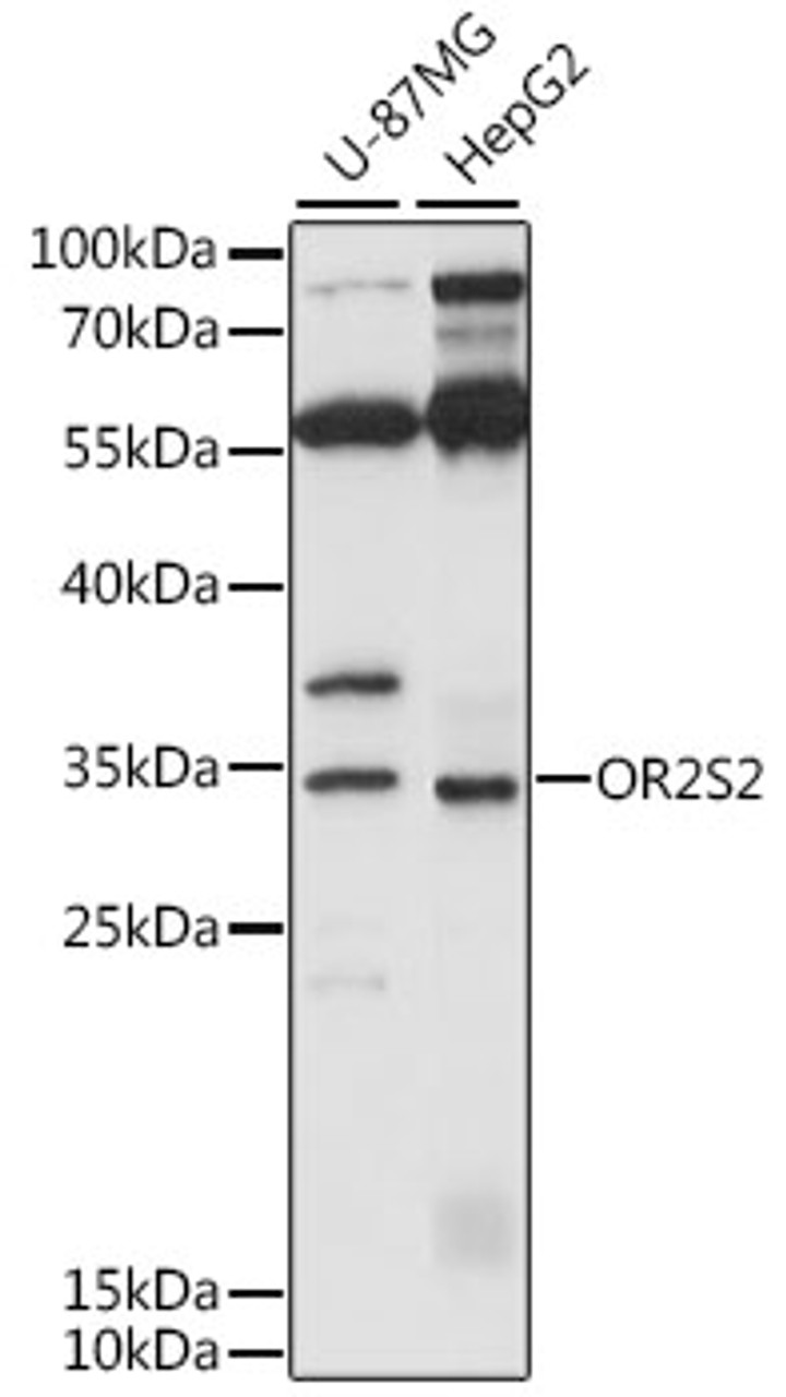Western blot analysis of extracts of various cell lines, using OR2S2 antibody (16-450) at 1:1000 dilution.<br/>Secondary antibody: HRP Goat Anti-Rabbit IgG (H+L) at 1:10000 dilution.<br/>Lysates/proteins: 25ug per lane.<br/>Blocking buffer: 3% nonfat dry milk in TBST.<br/>Detection: ECL Basic Kit.<br/>Exposure time: 10s.