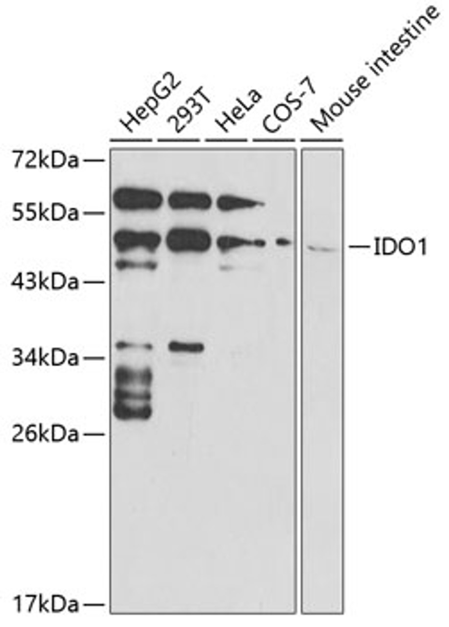 Western blot analysis of extracts of various cell lines, using IDO1 antibody (16-453) at 1:1000 dilution.<br/>Secondary antibody: HRP Goat Anti-Rabbit IgG (H+L) at 1:10000 dilution.<br/>Lysates/proteins: 25ug per lane.<br/>Blocking buffer: 3% nonfat dry milk in TBST.