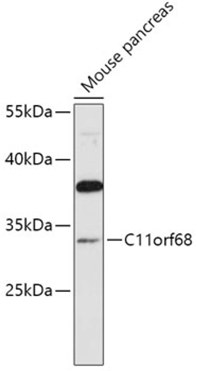 Western blot analysis of extracts of Mouse pancreas, using C11orf68 antibody (16-457) at 1:1000 dilution.<br/>Secondary antibody: HRP Goat Anti-Rabbit IgG (H+L) at 1:10000 dilution.<br/>Lysates/proteins: 25ug per lane.<br/>Blocking buffer: 3% nonfat dry milk in TBST.<br/>Detection: ECL Basic Kit.<br/>Exposure time: 90s.