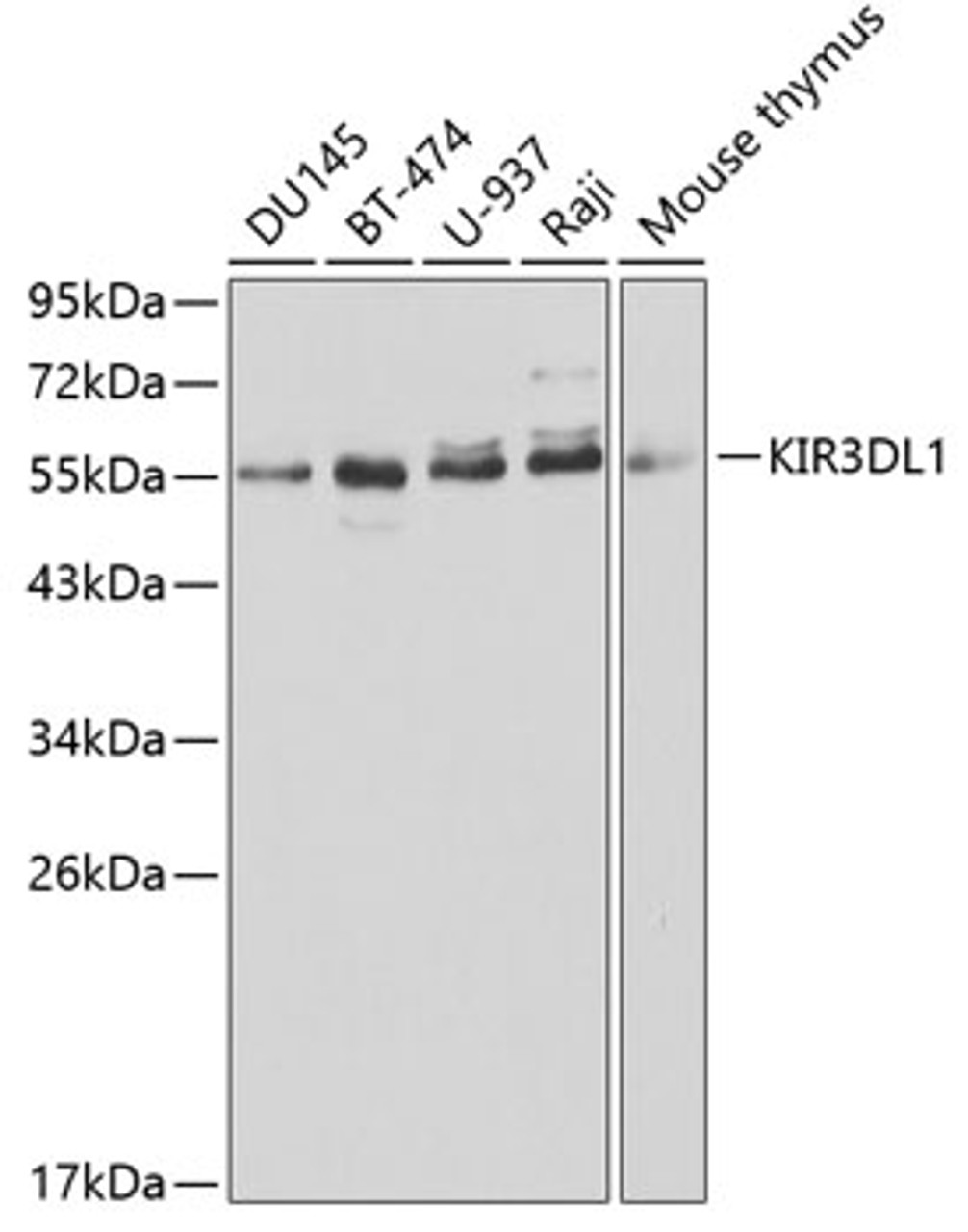 Western blot analysis of extracts of various cell lines, using KIR3DL1 antibody (16-473) at 1:1000 dilution.<br/>Secondary antibody: HRP Goat Anti-Rabbit IgG (H+L) at 1:10000 dilution.<br/>Lysates/proteins: 25ug per lane.<br/>Blocking buffer: 3% nonfat dry milk in TBST.