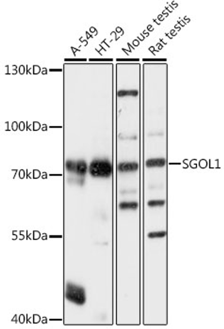 Western blot analysis of extracts of various cell lines, using SGOL1 antibody (16-478) at 1:1000 dilution.<br/>Secondary antibody: HRP Goat Anti-Rabbit IgG (H+L) at 1:10000 dilution.<br/>Lysates/proteins: 25ug per lane.<br/>Blocking buffer: 3% nonfat dry milk in TBST.<br/>Detection: ECL Basic Kit.<br/>Exposure time: 3s.