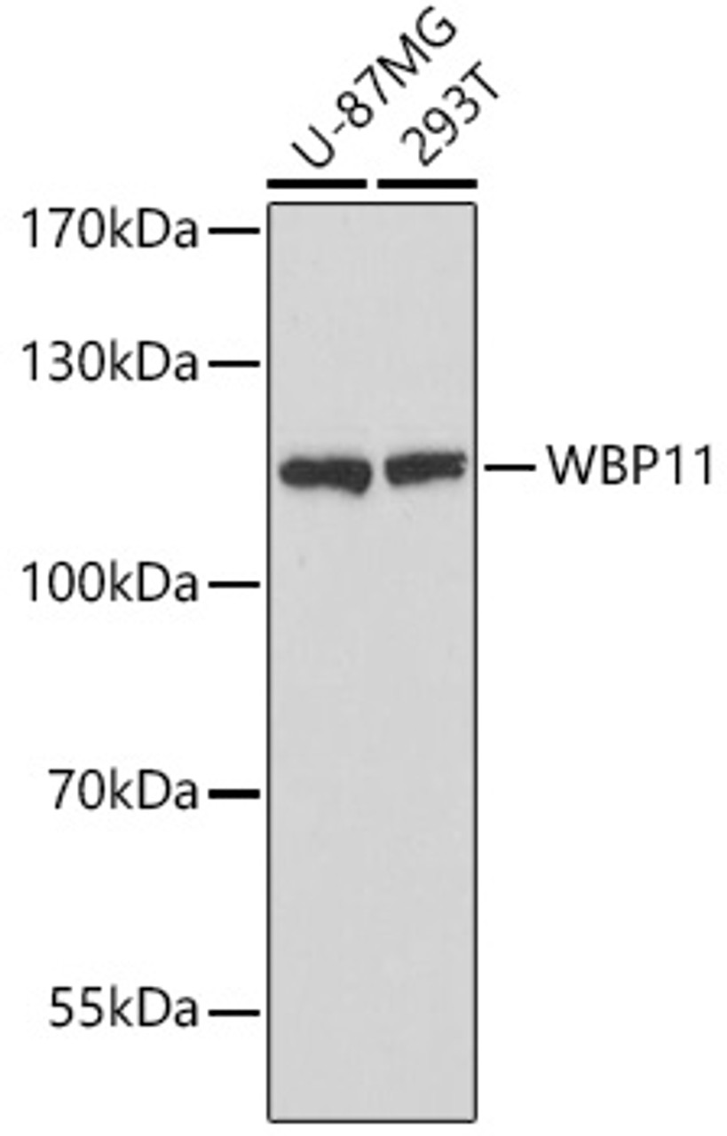 Western blot analysis of extracts of various cell lines, using WBP11 antibody (16-484) at 1:3000 dilution.<br/>Secondary antibody: HRP Goat Anti-Rabbit IgG (H+L) at 1:10000 dilution.<br/>Lysates/proteins: 25ug per lane.<br/>Blocking buffer: 3% nonfat dry milk in TBST.<br/>Detection: ECL Basic Kit.<br/>Exposure time: 90s.