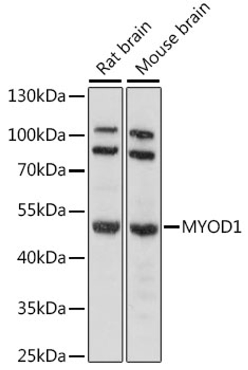 Western blot analysis of extracts of various cell lines, using MYOD1 antibody (16-497) at 1:1000 dilution.<br/>Secondary antibody: HRP Goat Anti-Rabbit IgG (H+L) at 1:10000 dilution.<br/>Lysates/proteins: 25ug per lane.<br/>Blocking buffer: 3% nonfat dry milk in TBST.<br/>Detection: ECL Basic Kit.<br/>Exposure time: 10s.