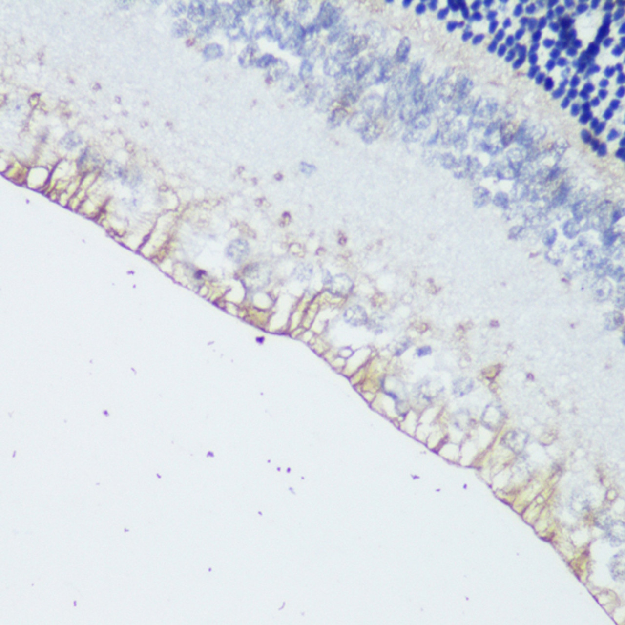 Immunohistochemistry of paraffin-embedded rat retina using OPN4 antibody (16-530) at dilution of 1:200 (40x lens) .