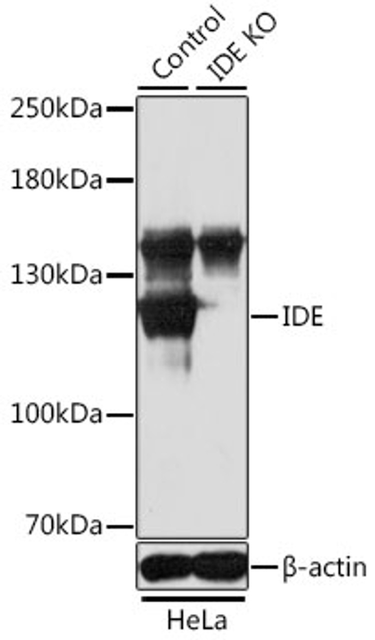 Western blot analysis of extracts from normal (control) and IDE knockout (KO) HeLa cells, using IDE antibody (16-534) at 1:1000 dilution.<br/>Secondary antibody: HRP Goat Anti-Rabbit IgG (H+L) at 1:10000 dilution.<br/>Lysates/proteins: 25ug per lane.<br/>Blocking buffer: 3% nonfat dry milk in TBST.<br/>Detection: ECL Basic Kit.<br/>Exposure time: 10s.