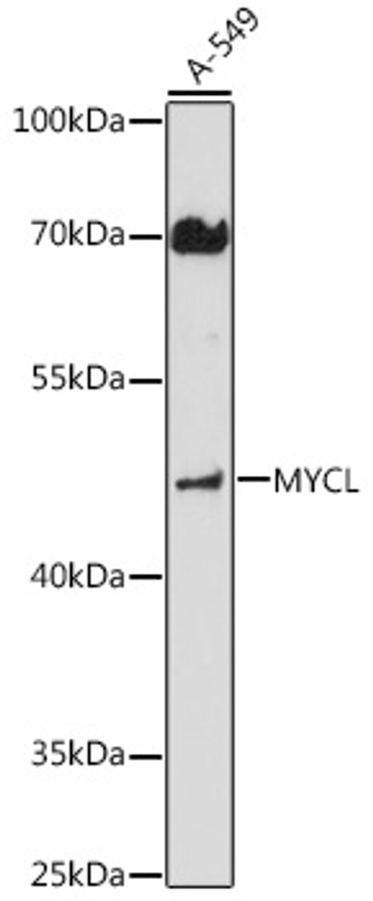 Western blot analysis of extracts of A-549 cells, using MYCL antibody (16-536) at 1:1000 dilution.<br/>Secondary antibody: HRP Goat Anti-Rabbit IgG (H+L) at 1:10000 dilution.<br/>Lysates/proteins: 25ug per lane.<br/>Blocking buffer: 3% nonfat dry milk in TBST.<br/>Detection: ECL Basic Kit.<br/>Exposure time: 90s.