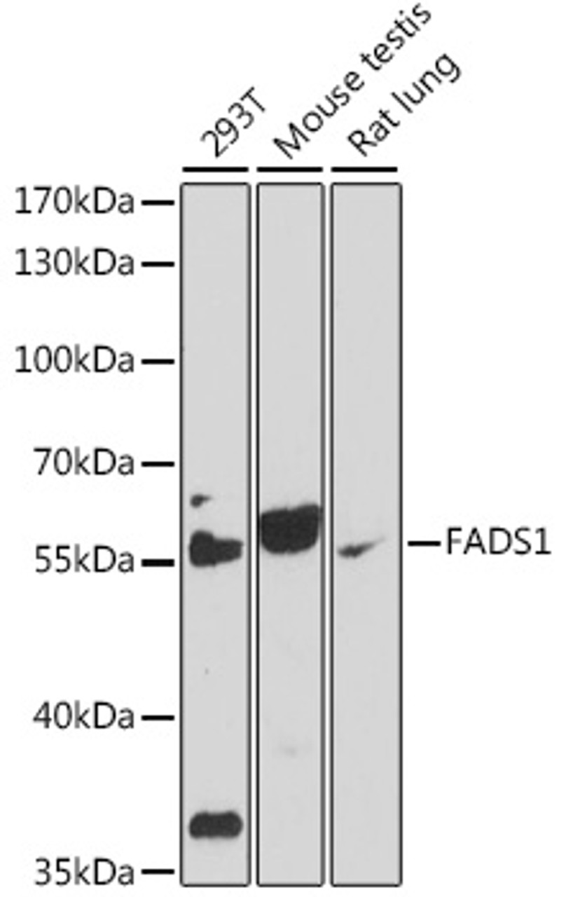 Western blot analysis of extracts of various cell lines, using FADS1 antibody (16-540) at 1:1000 dilution.<br/>Secondary antibody: HRP Goat Anti-Rabbit IgG (H+L) at 1:10000 dilution.<br/>Lysates/proteins: 25ug per lane.<br/>Blocking buffer: 3% nonfat dry milk in TBST.<br/>Detection: ECL Enhanced Kit.<br/>Exposure time: 90s.