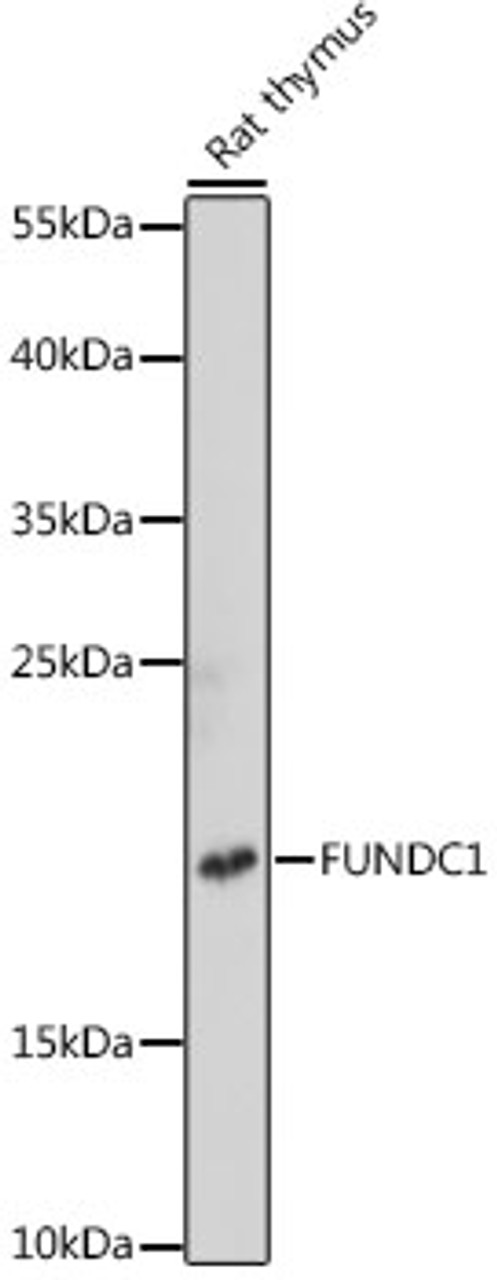 Western blot analysis of extracts of rat thymus, using FUNDC1 antibody (16-548) at 1:1000 dilution.<br/>Secondary antibody: HRP Goat Anti-Rabbit IgG (H+L) at 1:10000 dilution.<br/>Lysates/proteins: 25ug per lane.<br/>Blocking buffer: 3% nonfat dry milk in TBST.<br/>Detection: ECL Basic Kit.<br/>Exposure time: 5s.
