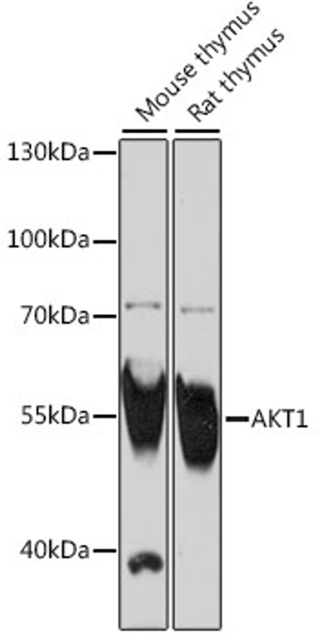 Western blot analysis of extracts of various cell lines, using AKT1 antibody (16-561) at 1:1000 dilution.<br/>Secondary antibody: HRP Goat Anti-Rabbit IgG (H+L) at 1:10000 dilution.<br/>Lysates/proteins: 25ug per lane.<br/>Blocking buffer: 3% nonfat dry milk in TBST.<br/>Detection: ECL Basic Kit.<br/>Exposure time: 30s.