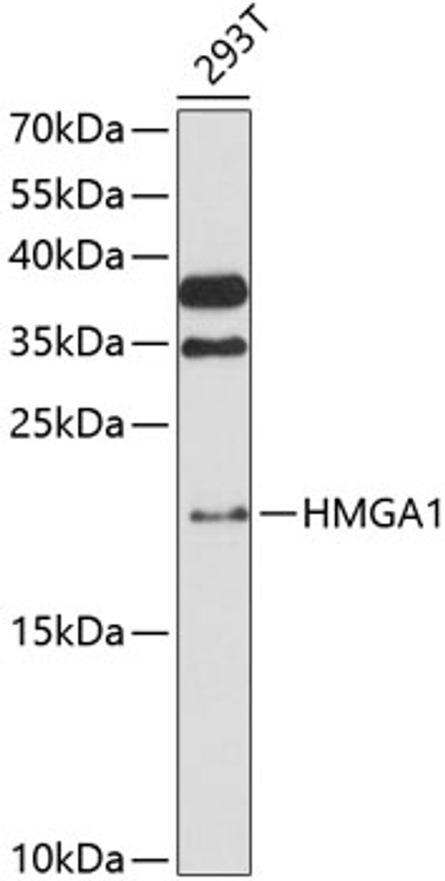 Western blot analysis of extracts of 293T cells, using HMGA1 antibody (16-565) at 1:3000 dilution._Secondary antibody: HRP Goat Anti-Rabbit IgG (H+L) at 1:10000 dilution._Lysates/proteins: 25ug per lane._Blocking buffer: 3% nonfat dry milk in TBST._Detection: ECL Enhanced Kit._Exposure time: 90s.