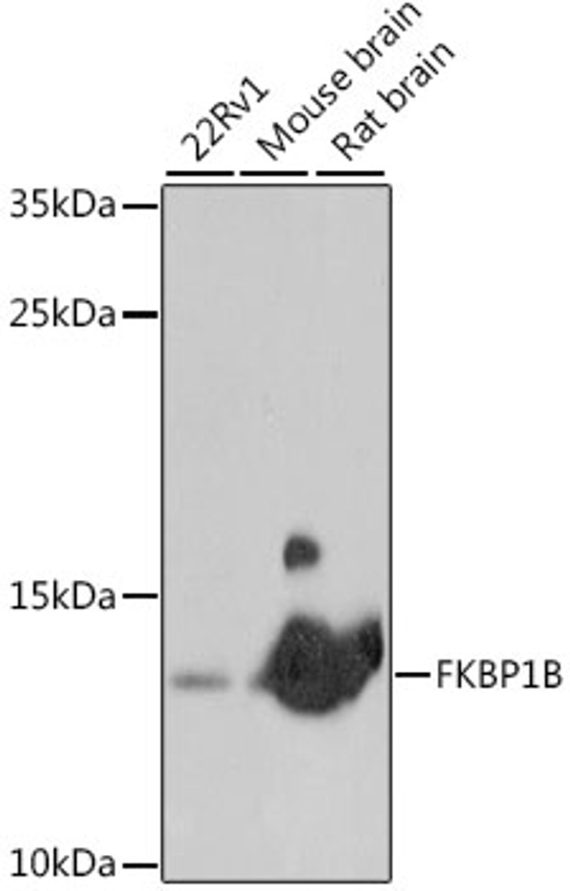 Western blot analysis of extracts of various cell lines, using FKBP1B antibody (16-579) at 1:1000 dilution.<br/>Secondary antibody: HRP Goat Anti-Rabbit IgG (H+L) at 1:10000 dilution.<br/>Lysates/proteins: 25ug per lane.<br/>Blocking buffer: 3% nonfat dry milk in TBST.<br/>Detection: ECL Basic Kit.<br/>Exposure time: 10s.