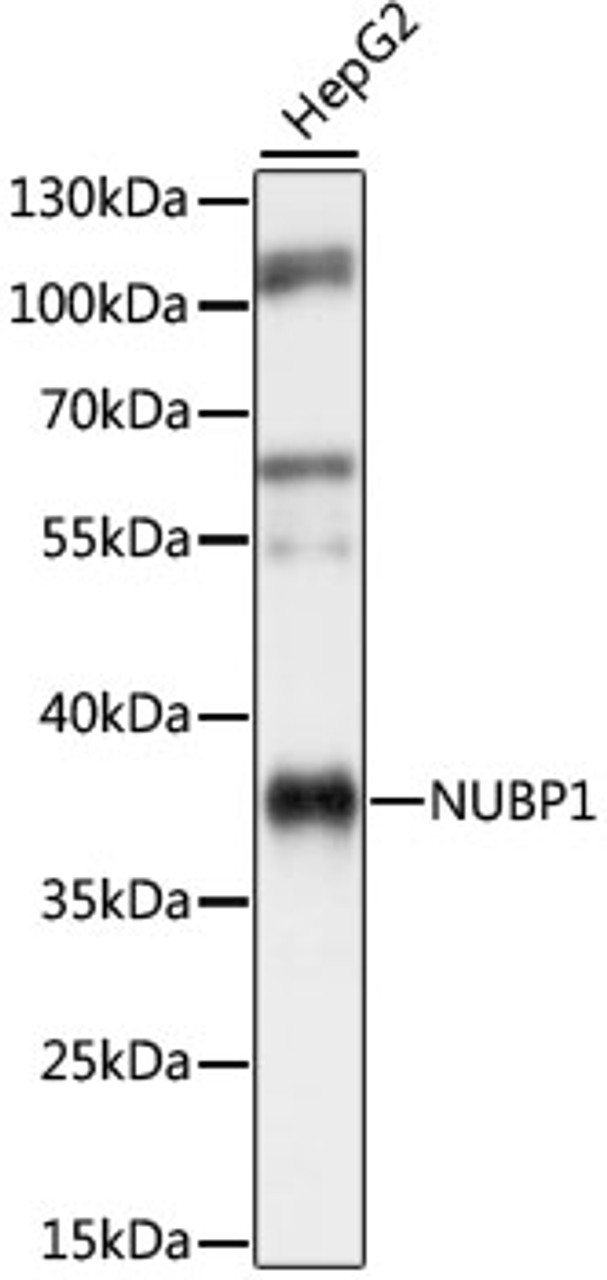 Western blot analysis of extracts of HepG2 cells, using NUBP1 antibody (16-590) at 1:1000 dilution.<br/>Secondary antibody: HRP Goat Anti-Rabbit IgG (H+L) at 1:10000 dilution.<br/>Lysates/proteins: 25ug per lane.<br/>Blocking buffer: 3% nonfat dry milk in TBST.<br/>Detection: ECL Basic Kit.<br/>Exposure time: 1s.