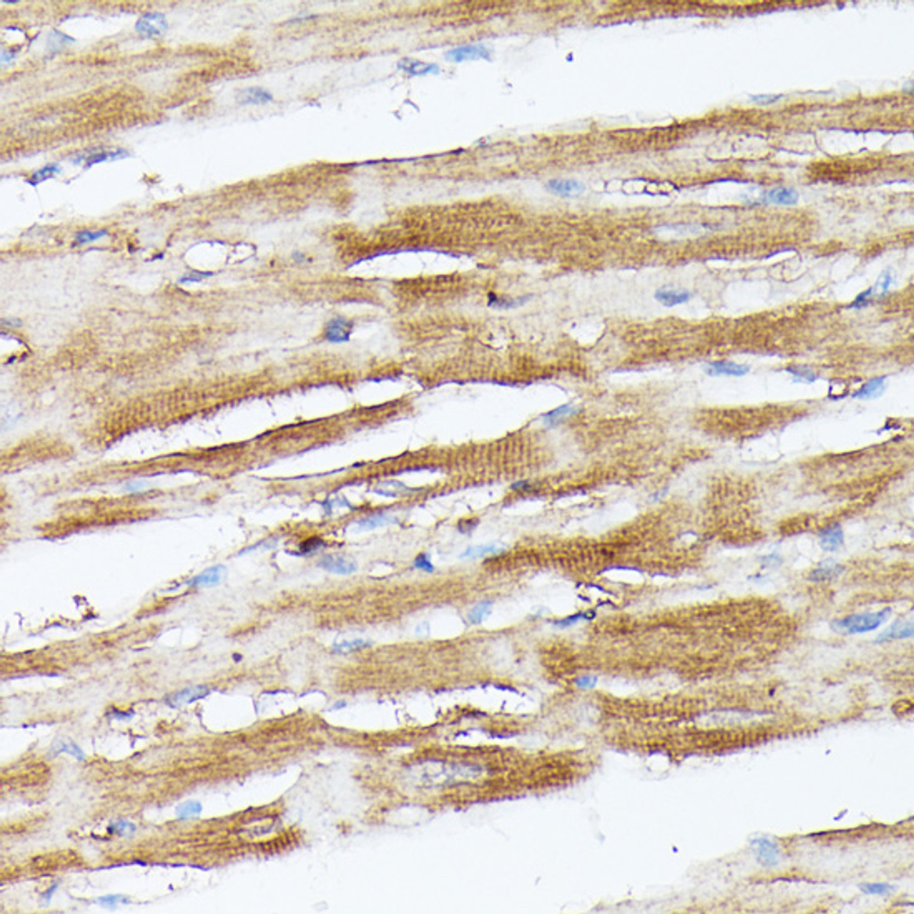 Immunohistochemistry of paraffin-embedded rat heart using NUBP1 antibody (16-590) at dilution of 1:100 (40x lens) .