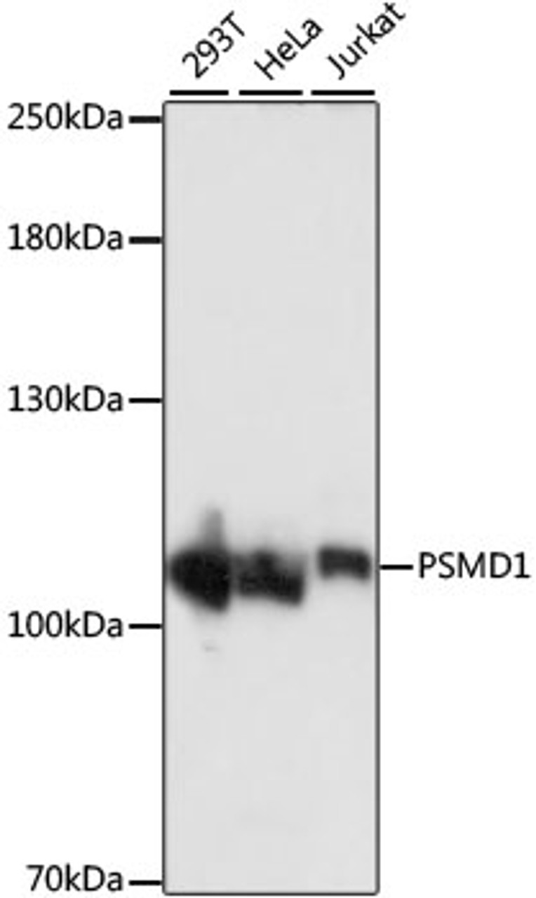 Western blot analysis of extracts of various cell lines, using PSMD1 antibody (16-596) at 1:1000 dilution.<br/>Secondary antibody: HRP Goat Anti-Rabbit IgG (H+L) at 1:10000 dilution.<br/>Lysates/proteins: 25ug per lane.<br/>Blocking buffer: 3% nonfat dry milk in TBST.<br/>Detection: ECL Basic Kit.<br/>Exposure time: 1s.