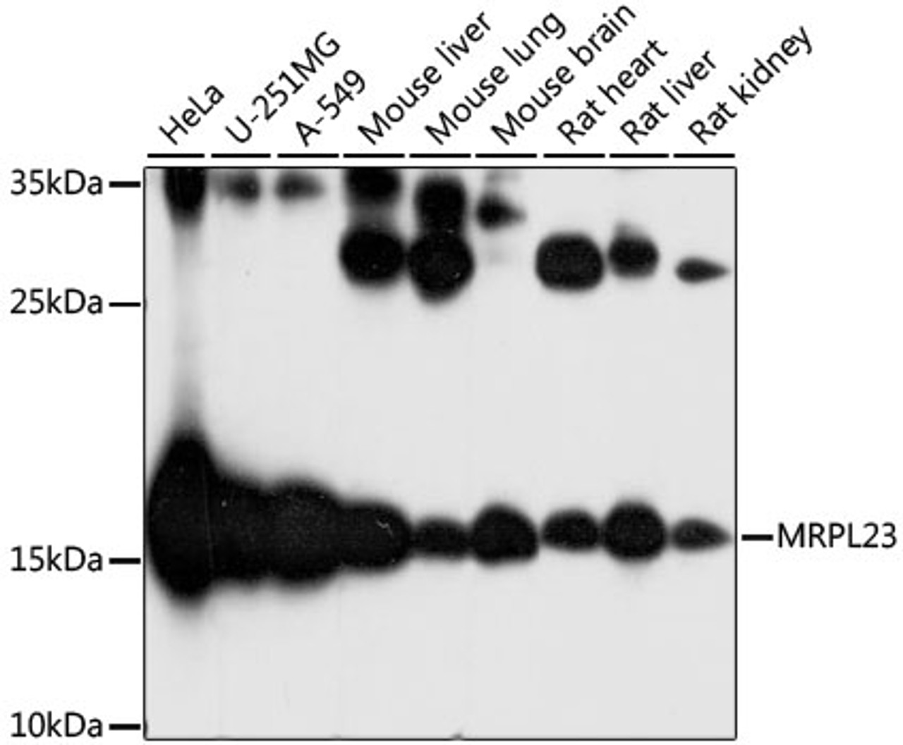 Western blot analysis of extracts of various cell lines, using MRPL23 antibody (16-597) at 1:1000 dilution.<br/>Secondary antibody: HRP Goat Anti-Rabbit IgG (H+L) at 1:10000 dilution.<br/>Lysates/proteins: 25ug per lane.<br/>Blocking buffer: 3% nonfat dry milk in TBST.<br/>Detection: ECL Basic Kit.<br/>Exposure time: 1s.
