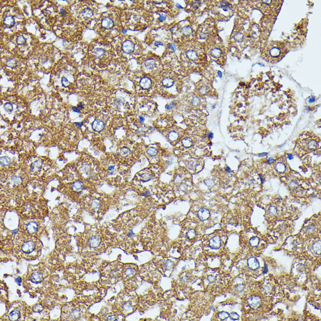 Immunohistochemistry of paraffin-embedded rat liver using SAA4 antibody (16-598) at dilution of 1:100 (40x lens) .