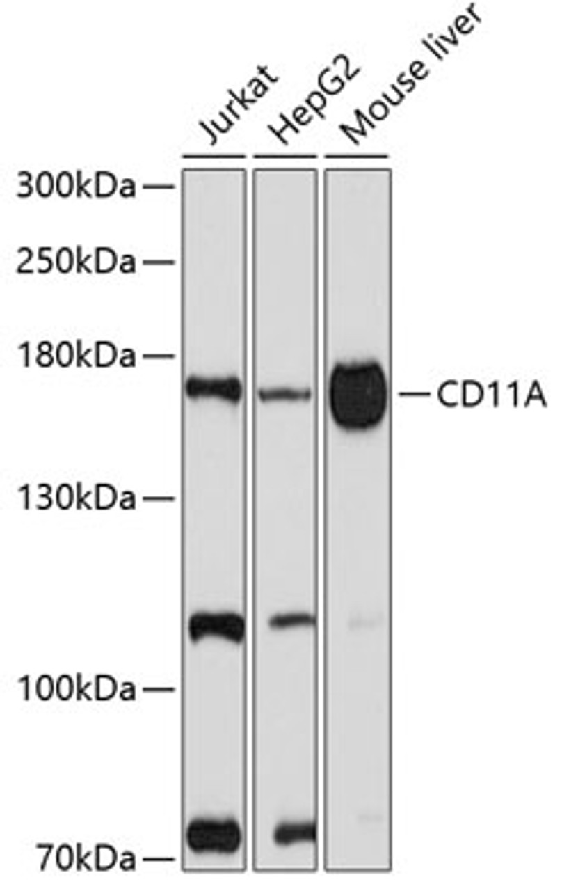 Western blot analysis of extracts of various cell lines, using CD11A antibody (16-607) at 1:1000 dilution.<br/>Secondary antibody: HRP Goat Anti-Rabbit IgG (H+L) at 1:10000 dilution.<br/>Lysates/proteins: 25ug per lane.<br/>Blocking buffer: 3% nonfat dry milk in TBST.<br/>Detection: ECL Basic Kit.<br/>Exposure time: 60s.