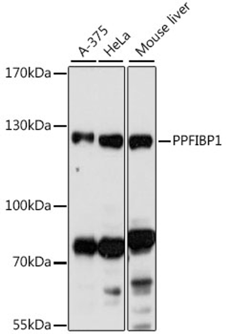 Western blot analysis of extracts of various cell lines, using PPFIBP1 antibody (16-614) at 1:1000 dilution.<br/>Secondary antibody: HRP Goat Anti-Rabbit IgG (H+L) at 1:10000 dilution.<br/>Lysates/proteins: 25ug per lane.<br/>Blocking buffer: 3% nonfat dry milk in TBST.<br/>Detection: ECL Basic Kit.<br/>Exposure time: 90s.