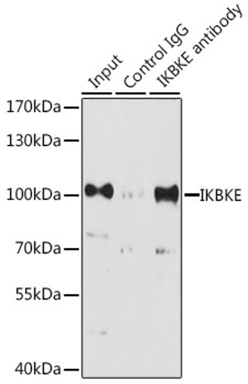 Immunoprecipitation analysis of 200ug extracts of K-562 cells, using 3 ug IKBKE antibody (16-620) . Western blot was performed from the immunoprecipitate using IKBKE antibody (16-620) at a dilition of 1:1000.