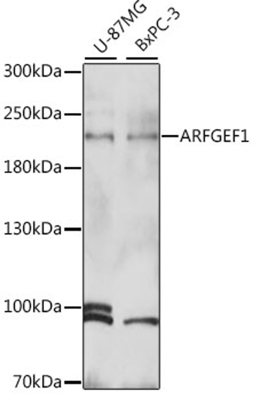 Western blot analysis of extracts of various cell lines, using ARFGEF1 antibody (16-626) at 1:1000 dilution.<br/>Secondary antibody: HRP Goat Anti-Rabbit IgG (H+L) at 1:10000 dilution.<br/>Lysates/proteins: 25ug per lane.<br/>Blocking buffer: 3% nonfat dry milk in TBST.<br/>Detection: ECL Basic Kit.<br/>Exposure time: 5s.