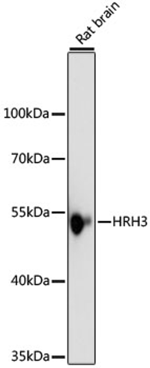 Western blot analysis of extracts of rat brain, using HRH3 antibody (16-630) at 1:1000 dilution.<br/>Secondary antibody: HRP Goat Anti-Rabbit IgG (H+L) at 1:10000 dilution.<br/>Lysates/proteins: 25ug per lane.<br/>Blocking buffer: 3% nonfat dry milk in TBST.<br/>Detection: ECL Basic Kit.<br/>Exposure time: 10s.