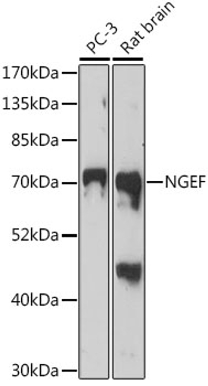 Western blot analysis of extracts of various cell lines, using NGEF antibody (16-635) at 1:1000 dilution.<br/>Secondary antibody: HRP Goat Anti-Rabbit IgG (H+L) at 1:10000 dilution.<br/>Lysates/proteins: 25ug per lane.<br/>Blocking buffer: 3% nonfat dry milk in TBST.<br/>Detection: ECL Basic Kit.<br/>Exposure time: 3min.