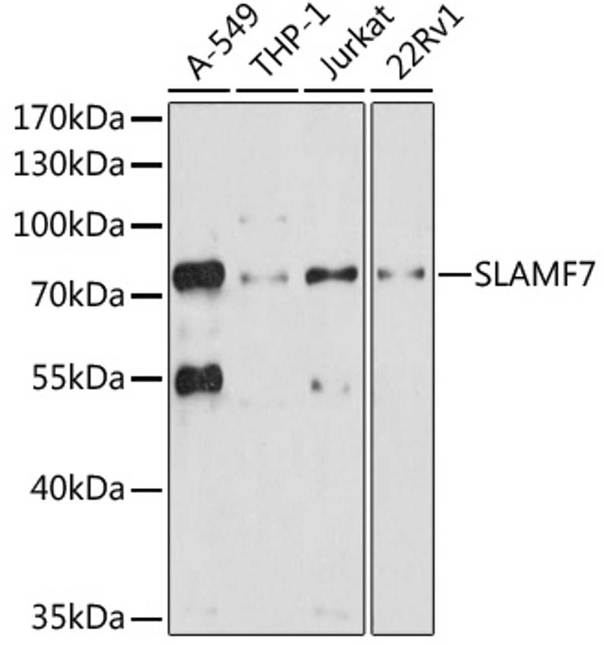 Western blot analysis of extracts of various cell lines, using SLAMF7 antibody (16-659) at 1:3000 dilution.<br/>Secondary antibody: HRP Goat Anti-Rabbit IgG (H+L) at 1:10000 dilution.<br/>Lysates/proteins: 25ug per lane.<br/>Blocking buffer: 3% nonfat dry milk in TBST.<br/>Detection: ECL Basic Kit.<br/>Exposure time: 30s.