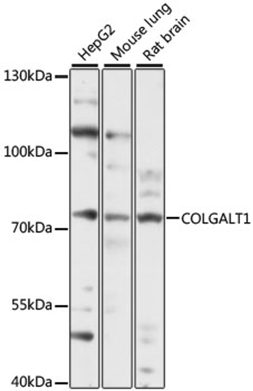 Western blot analysis of extracts of various cell lines, using COLGALT1 antibody (16-661) at 1:1000 dilution.<br/>Secondary antibody: HRP Goat Anti-Rabbit IgG (H+L) at 1:10000 dilution.<br/>Lysates/proteins: 25ug per lane.<br/>Blocking buffer: 3% nonfat dry milk in TBST.<br/>Detection: ECL Basic Kit.<br/>Exposure time: 10s.