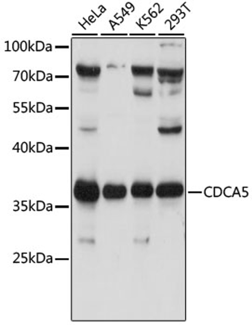 Western blot analysis of extracts of various cell lines, using CDCA5 antibody (16-671) at 1:1000 dilution.<br/>Secondary antibody: HRP Goat Anti-Rabbit IgG (H+L) at 1:10000 dilution.<br/>Lysates/proteins: 25ug per lane.<br/>Blocking buffer: 3% nonfat dry milk in TBST.<br/>Detection: ECL Basic Kit.<br/>Exposure time: 1s.