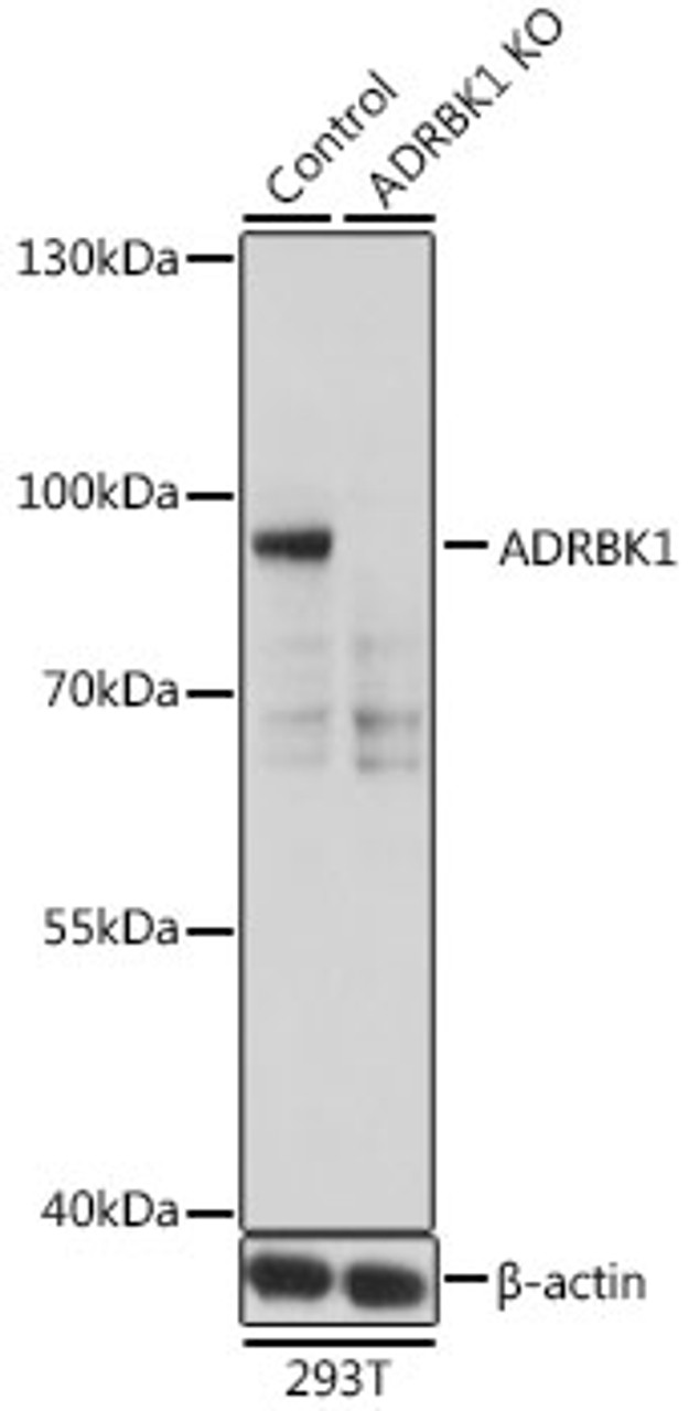 Western blot analysis of extracts from normal (control) and ADRBK1 knockout (KO) 293T cells, using ADRBK1 antibody (16-681) at 1:500 dilution.<br/>Secondary antibody: HRP Goat Anti-Rabbit IgG (H+L) at 1:10000 dilution.<br/>Lysates/proteins: 25ug per lane.<br/>Blocking buffer: 3% nonfat dry milk in TBST.<br/>Detection: ECL Basic Kit.<br/>Exposure time: 1s.