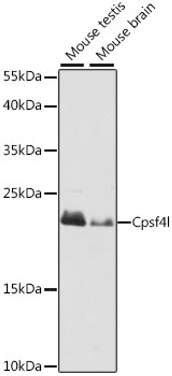 Western blot analysis of extracts of various cell lines, using Cpsf4l antibody (16-683) at 1:1000 dilution.<br/>Secondary antibody: HRP Goat Anti-Rabbit IgG (H+L) at 1:10000 dilution.<br/>Lysates/proteins: 25ug per lane.<br/>Blocking buffer: 3% nonfat dry milk in TBST.<br/>Detection: ECL Basic Kit.<br/>Exposure time: 10s.