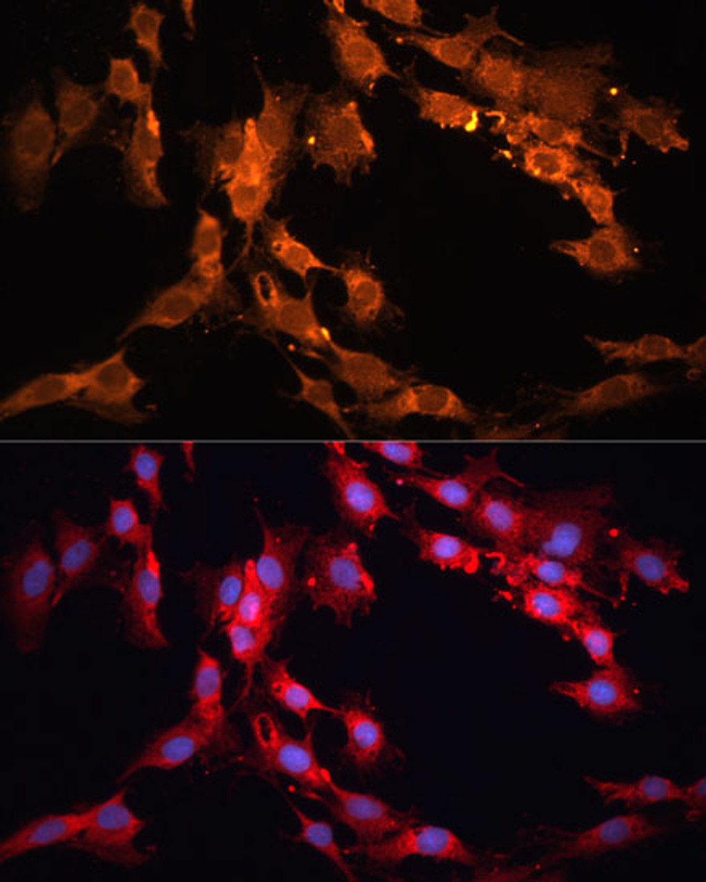 Immunofluorescence analysis of C6 cells using NOTCH1 Polyclonal Antibody (16-707) at dilution of 1:100 (40x lens) . Blue: DAPI for nuclear staining.