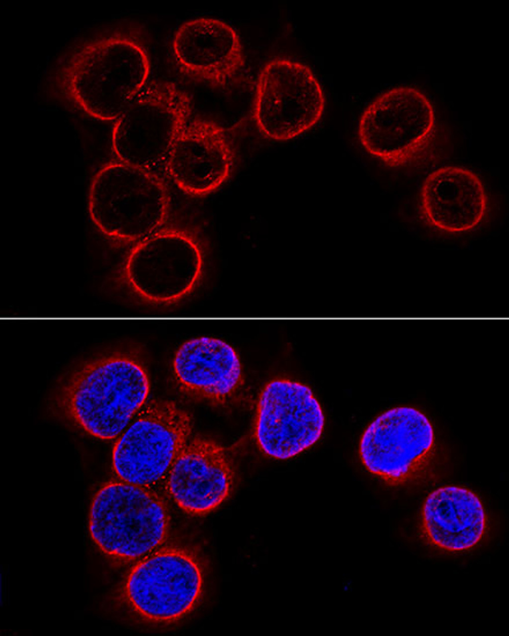 Immunofluorescence analysis of HeLa cells using LMNB1 antibody (16-711) at dilution of 1:100 (60x lens) . Blue: DAPI for nuclear staining.