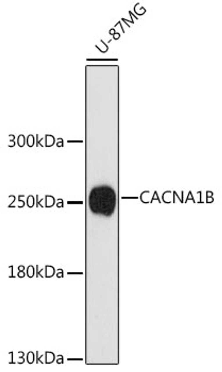 Western blot analysis of extracts of U-87MG cells, using CACNA1B antibody (16-713) at 1:1000 dilution.<br/>Secondary antibody: HRP Goat Anti-Rabbit IgG (H+L) at 1:10000 dilution.<br/>Lysates/proteins: 25ug per lane.<br/>Blocking buffer: 3% nonfat dry milk in TBST.<br/>Detection: ECL Basic Kit.<br/>Exposure time: 3min.