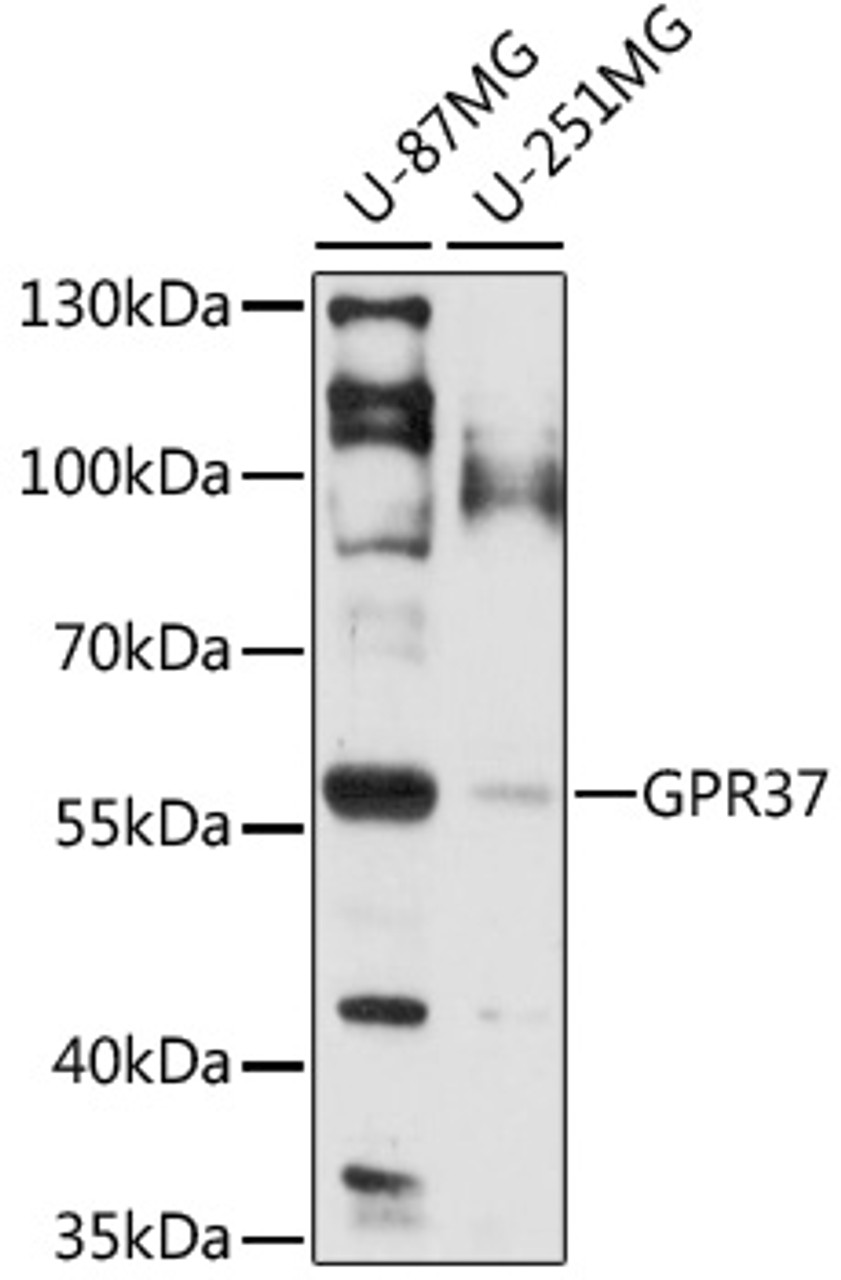 Western blot analysis of extracts of various cell lines, using GPR37 antibody (16-730) at 1:1000 dilution.<br/>Secondary antibody: HRP Goat Anti-Rabbit IgG (H+L) at 1:10000 dilution.<br/>Lysates/proteins: 25ug per lane.<br/>Blocking buffer: 3% nonfat dry milk in TBST.<br/>Detection: ECL Basic Kit.<br/>Exposure time: 60s.