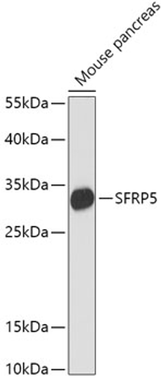 Western blot analysis of extracts of Mouse pancreas, using SFRP5 antibody (16-733) at 1:1000 dilution.<br/>Secondary antibody: HRP Goat Anti-Rabbit IgG (H+L) at 1:10000 dilution.<br/>Lysates/proteins: 25ug per lane.<br/>Blocking buffer: 3% nonfat dry milk in TBST.<br/>Detection: ECL Basic Kit.<br/>Exposure time: 90s.