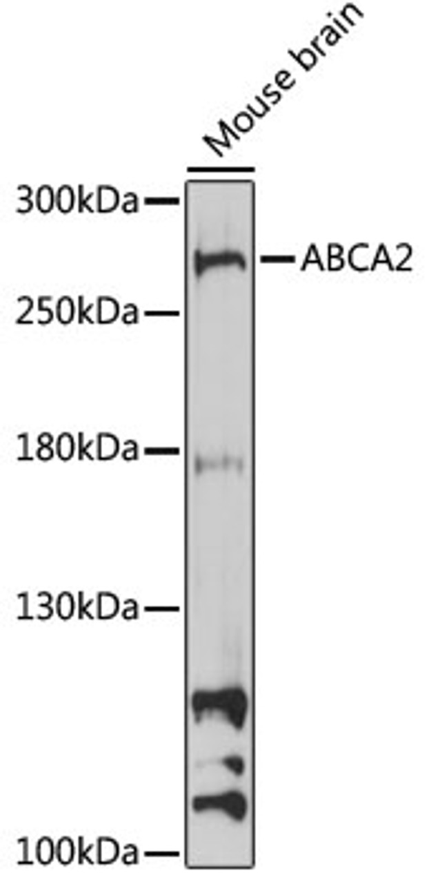 Western blot analysis of extracts of mouse brain, using ABCA2 antibody (16-734) at 1:1000 dilution.<br/>Secondary antibody: HRP Goat Anti-Rabbit IgG (H+L) at 1:10000 dilution.<br/>Lysates/proteins: 25ug per lane.<br/>Blocking buffer: 3% nonfat dry milk in TBST.<br/>Detection: ECL Basic Kit.<br/>Exposure time: 3min.