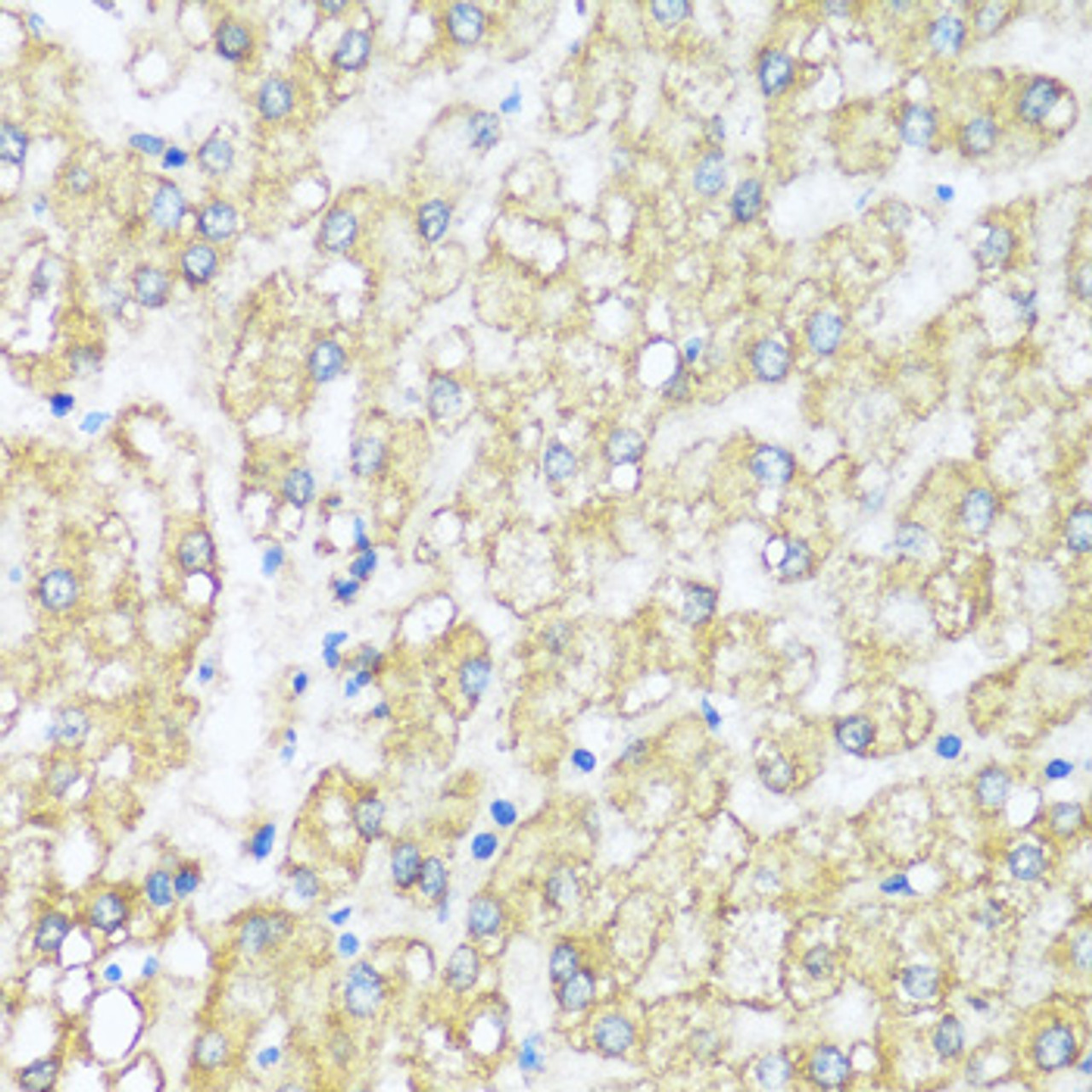 Immunohistochemistry of paraffin-embedded human liver using ATP5I antibody (16-746) at dilution of 1:100 (40x lens) .