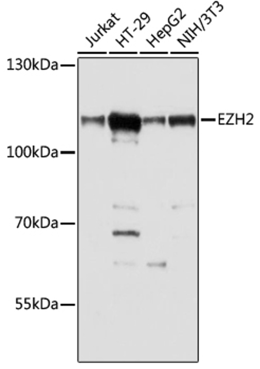 Western blot analysis of extracts of various cell lines, using EZH2 antibody (16-772) at 1:1000 dilution.<br/>Secondary antibody: HRP Goat Anti-Rabbit IgG (H+L) at 1:10000 dilution.<br/>Lysates/proteins: 25ug per lane.<br/>Blocking buffer: 3% nonfat dry milk in TBST.<br/>Detection: ECL Basic Kit.<br/>Exposure time: 90s.