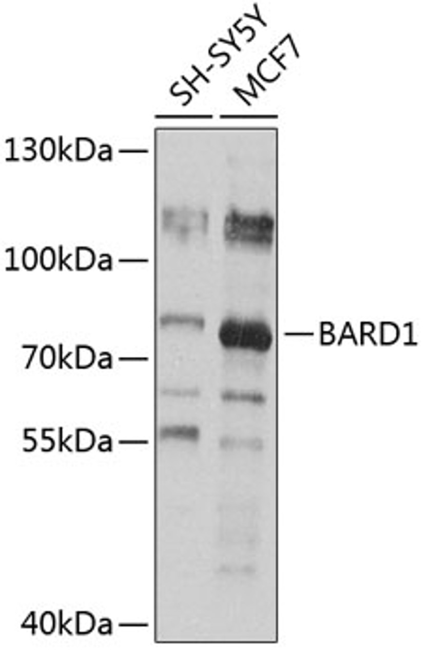 Western blot analysis of extracts of various cell lines, using BARD1 antibody (16-773) at 1:1000 dilution.<br/>Secondary antibody: HRP Goat Anti-Rabbit IgG (H+L) at 1:10000 dilution.<br/>Lysates/proteins: 25ug per lane.<br/>Blocking buffer: 3% nonfat dry milk in TBST.<br/>Detection: ECL Basic Kit.<br/>Exposure time: 30s.