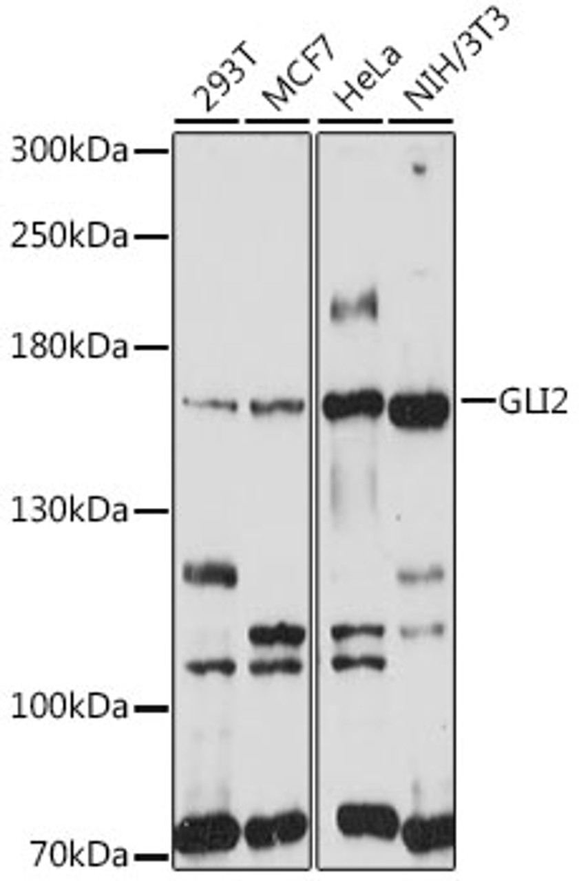 Western blot analysis of extracts of various cell lines, using GLI2 antibody (16-777) at 1:1000 dilution.<br/>Secondary antibody: HRP Goat Anti-Rabbit IgG (H+L) at 1:10000 dilution.<br/>Lysates/proteins: 25ug per lane.<br/>Blocking buffer: 3% nonfat dry milk in TBST.<br/>Detection: ECL Basic Kit.<br/>Exposure time: 30s.