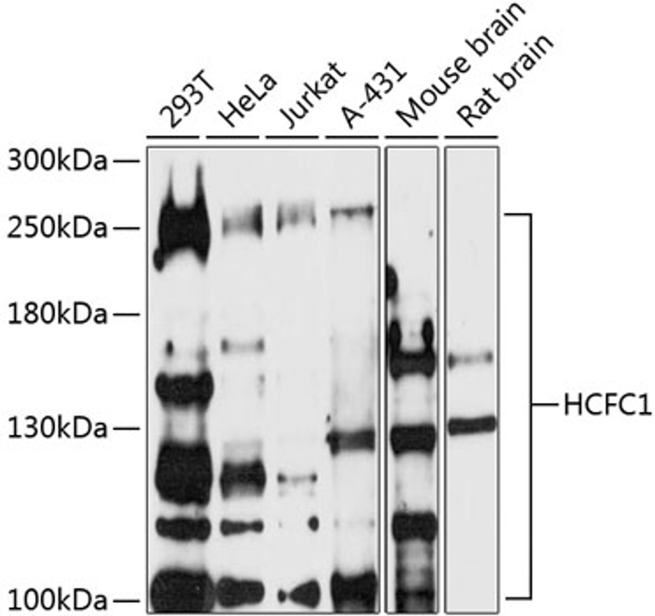 Western blot analysis of extracts of various cell lines, using HCFC1 antibody (16-780) at 1:500 dilution._Secondary antibody: HRP Goat Anti-Rabbit IgG (H+L) at 1:10000 dilution._Lysates/proteins: 25ug per lane._Blocking buffer: 3% nonfat dry milk in TBST._Detection: ECL Enhanced Kit._Exposure time: 90s.