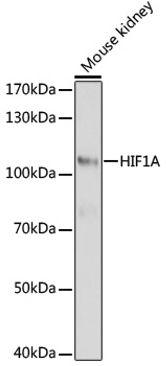 Western blot analysis of extracts of mouse kidney, using HIF1A antibody (16-781) at 1:1000 dilution.<br/>Secondary antibody: HRP Goat Anti-Rabbit IgG (H+L) at 1:10000 dilution.<br/>Lysates/proteins: 25ug per lane.<br/>Blocking buffer: 3% nonfat dry milk in TBST.<br/>Detection: ECL Basic Kit.<br/>Exposure time: 5s.