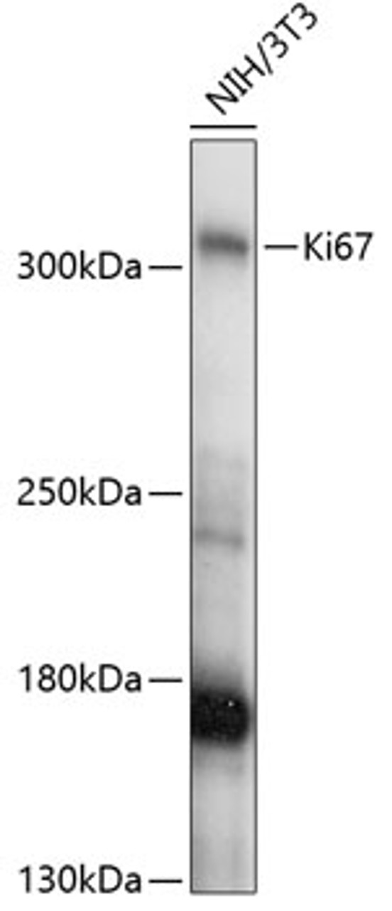 Western blot analysis of extracts of NIH/3T3 cells, using Ki67 antibody (16-798) at 1:1000 dilution.<br/>Secondary antibody: HRP Goat Anti-Rabbit IgG (H+L) at 1:10000 dilution.<br/>Lysates/proteins: 25ug per lane.<br/>Blocking buffer: 3% nonfat dry milk in TBST.<br/>Detection: ECL Basic Kit.<br/>Exposure time: 1s.