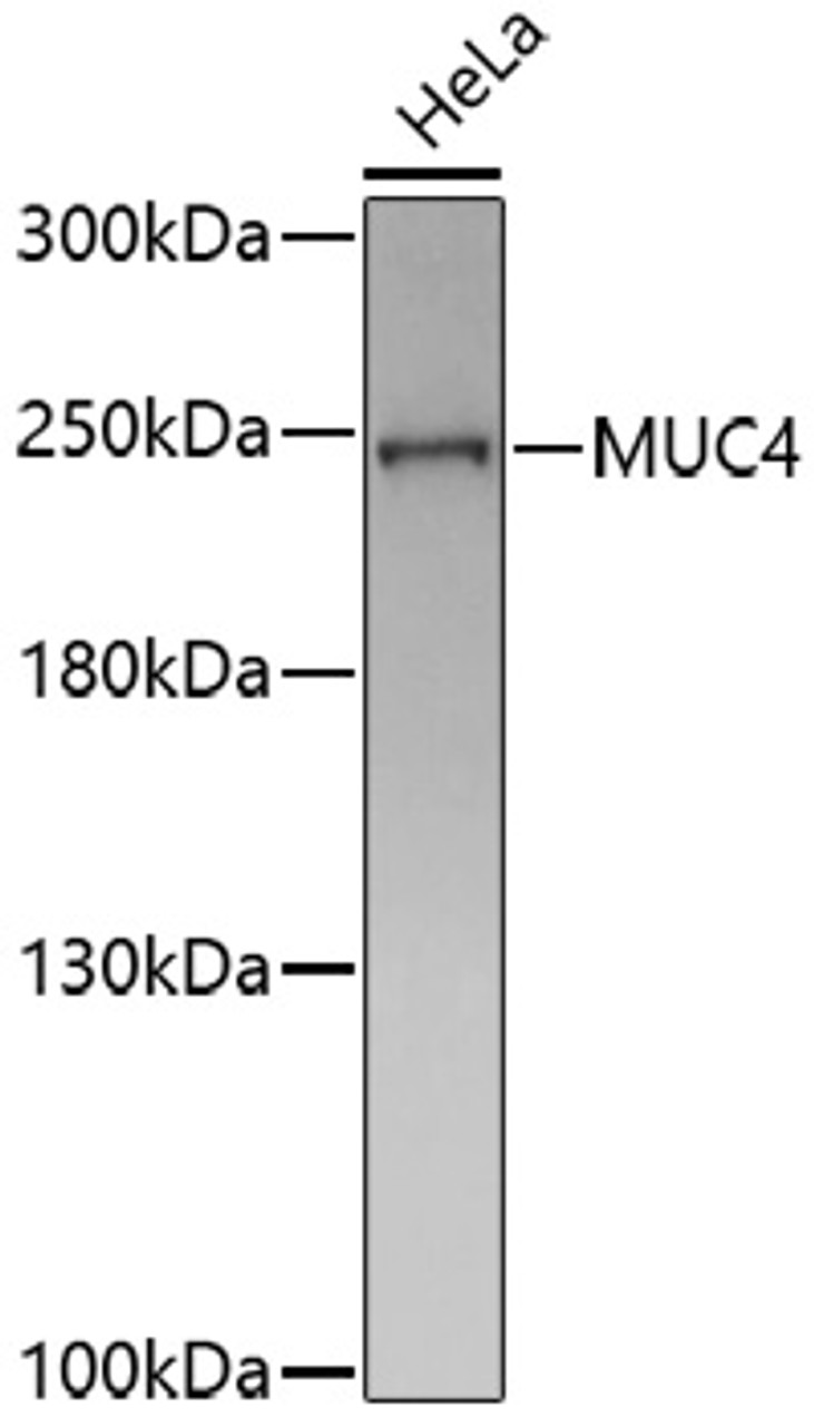 Western blot analysis of extracts of HeLa cells, using MUC4 antibody (16-800) at 1:1000 dilution.<br/>Secondary antibody: HRP Goat Anti-Rabbit IgG (H+L) at 1:10000 dilution.<br/>Lysates/proteins: 25ug per lane.<br/>Blocking buffer: 3% nonfat dry milk in TBST.<br/>Detection: ECL Basic Kit.<br/>Exposure time: 3min.