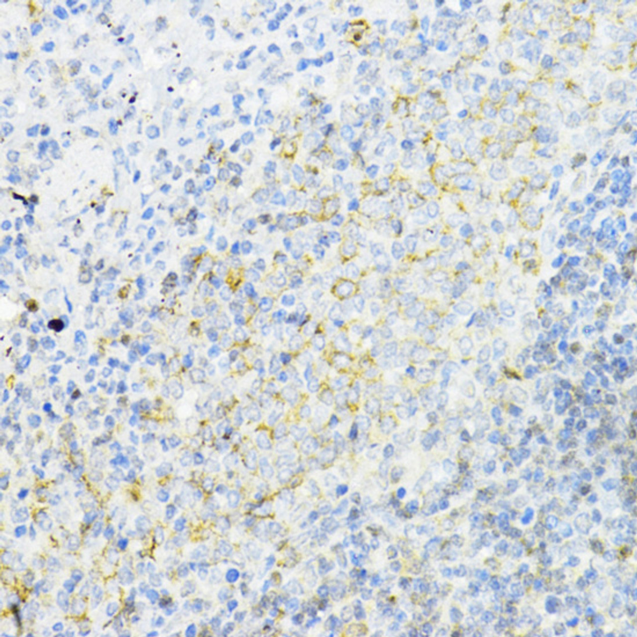 Immunohistochemistry of paraffin-embedded rat spleen using AMPK alpha 1 antibody (16-814) at dilution of 1:200 (40x lens) .