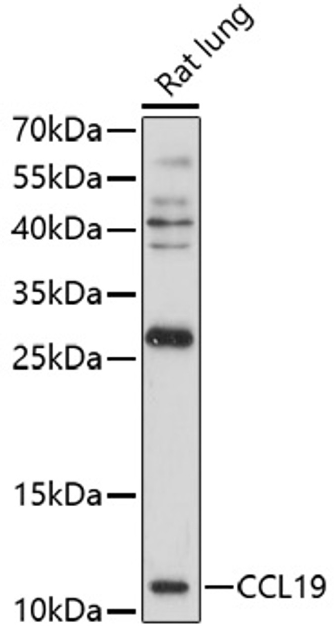 Western blot analysis of extracts of rat lung, using CCL19 antibody (16-819) at 1:1000 dilution.<br/>Secondary antibody: HRP Goat Anti-Rabbit IgG (H+L) at 1:10000 dilution.<br/>Lysates/proteins: 25ug per lane.<br/>Blocking buffer: 3% nonfat dry milk in TBST.<br/>Detection: ECL Basic Kit.<br/>Exposure time: 90s.