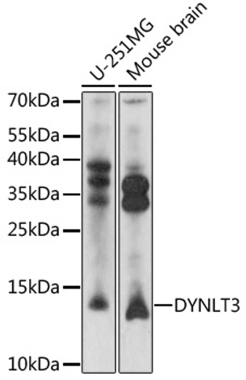 Western blot analysis of extracts of various cell lines, using DYNLT3 antibody (16-822) at 1:1000 dilution.<br/>Secondary antibody: HRP Goat Anti-Rabbit IgG (H+L) at 1:10000 dilution.<br/>Lysates/proteins: 25ug per lane.<br/>Blocking buffer: 3% nonfat dry milk in TBST.<br/>Detection: ECL Basic Kit.<br/>Exposure time: 1s.